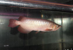 龍魚世界ポンティアナ 【ウルトラ系】